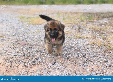 Soft Focus Happy Lovely German Shepherd Puppy Playing At Outside Home