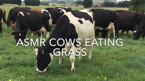 Asmr Cows Eating Grass Sound Of Cows Eating Grass Farm Life Nz