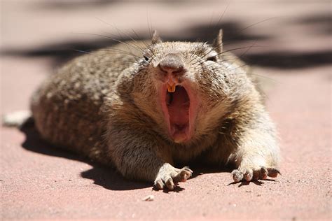 Fat Squirrel Yawning By Patsuchi On Deviantart