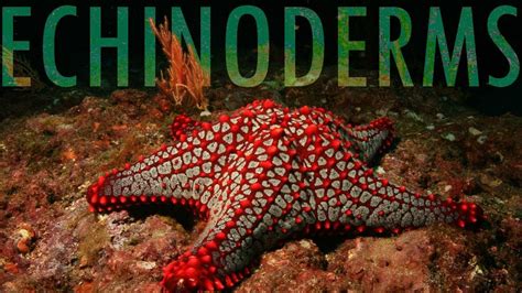 The Evolution Of Echinoderms Youtube