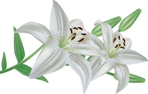 Easter Flowers Png Png Image Collection