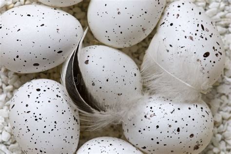 Delicate White Birds Eggs Stock Photo Image Of White 132522370