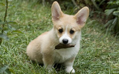 Corgi Puppy Wallpapers Wallpaper Cave