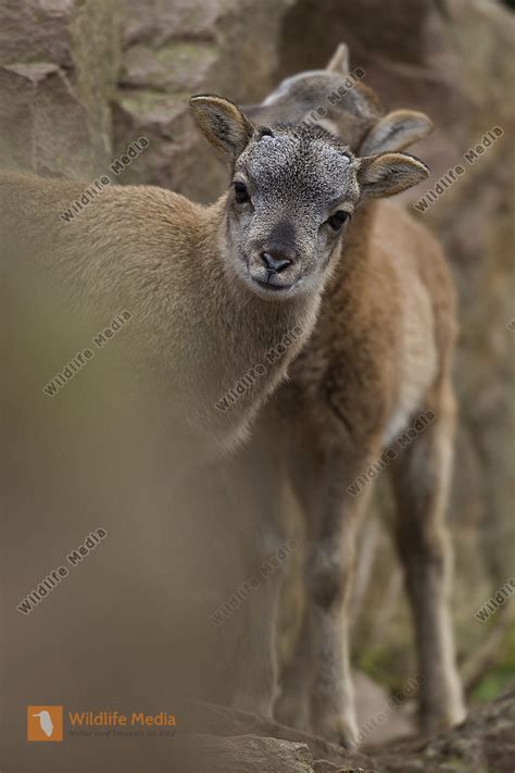 Mufflon Mouflon Ovis Ammon Bild Bestellen Naturbilder Bei