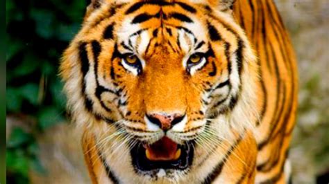 Royal Bengal Tiger Wildlife Youtube