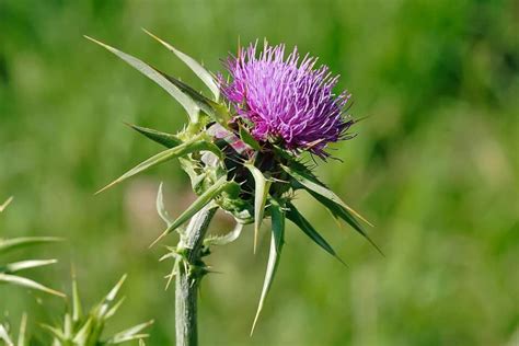 14 Most Beautiful Types Of Thistle Plants With Pictures
