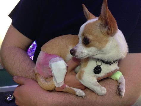 Common Chihuahua Health Issues Luxating Patellas