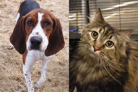 Sioux Falls Humane Society PAWS To Celebrate Animals Forever Home