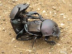 Fascinating Facts: Dung Beetles - WildArk Journal - Medium