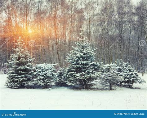 Christmas Trees Covered With Snow In The City Park Stock Image Image