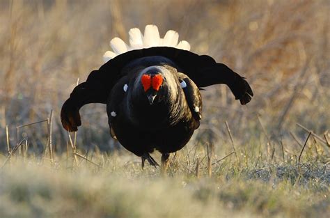 A Walk On The Wildsidepaul Foster Black Grouse Spectacle