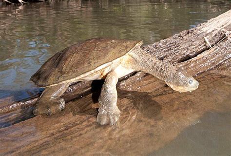 fitzroy river turtle of australia breathes thru their bum it does so by pumping water in and