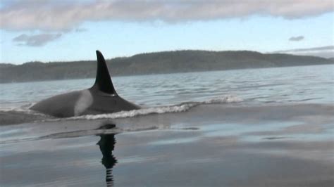Kayaking With Orcas Youtube