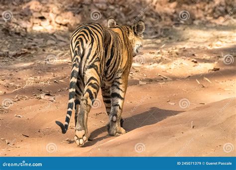 A Young Tiger Walking Backwards In The Forest Stock Image Image Of