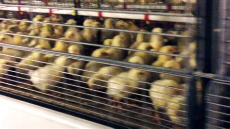 Salmonella Outbreak In Western Provinces Linked To Chicks From Alberta