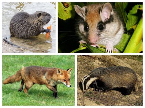 Biodiversité En Normandie Découvrez Le Top 10 Des Animaux Sauvages