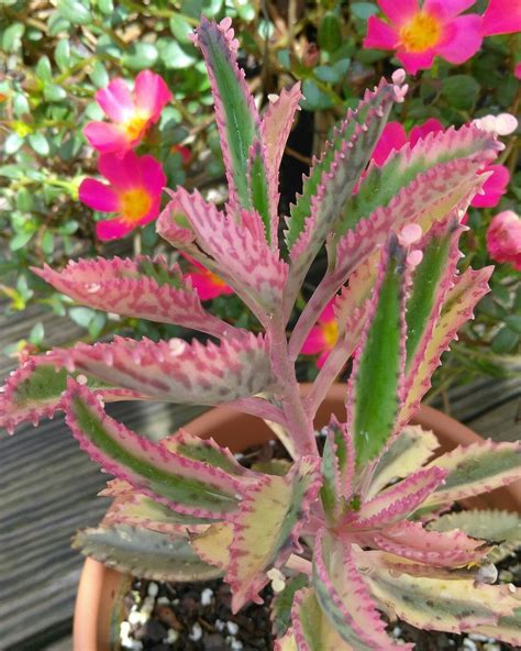 My Pink butterflies. Mother of Thousands. | Succulents, Plants, Pink butterfly
