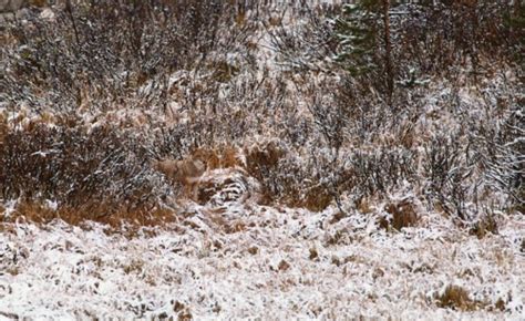 Can You Find These Camouflaged Animals Hiding In Plain Sight