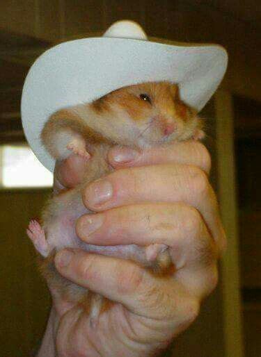 Hámster Funny Hamsters Cute Hamsters Hamster Memes