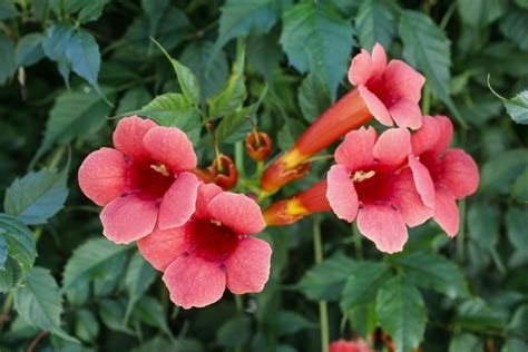 Growing Trumpet Vine Care Guide Garden Lovers Club