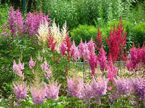 Flowers And Shrubs That Deer Wont Eat Shade Perennials Beautiful