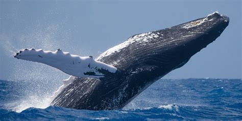 Humpback Whales Stop Singing When Ships Are Near Jordan Times