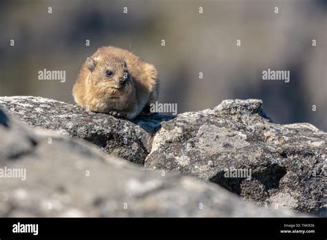 Rock Badger Hi Res Stock Photography And Images Alamy