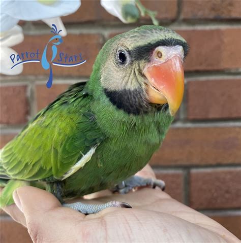 Moustache Parakeet For Sale