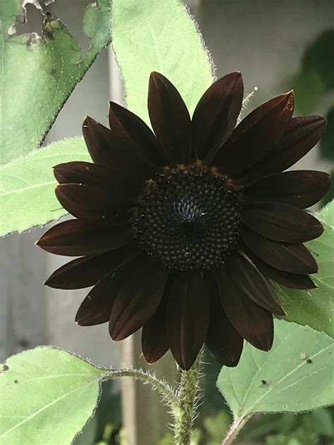 Ttm Black Sunflower Zone 9 Rgardening