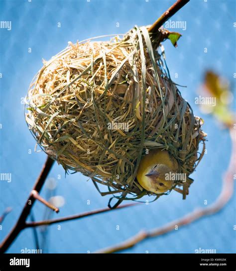 Bird In Grass Ball Nest Looking Down On Branch Stock Photo Alamy