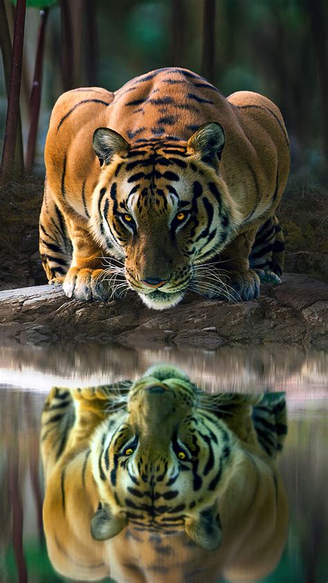 322252 Tiger Glowing Eyes 4k Phone Hd Wallpapers Images