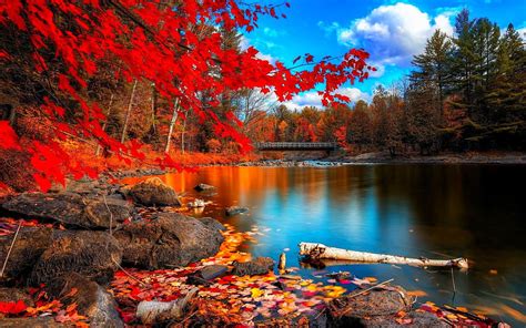 Autumn Season Fall Color Tree Forest Nature Landscape Colorful Forest