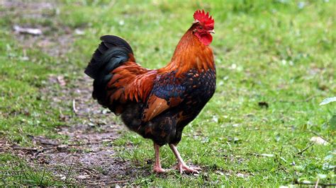 Rooster Kills Australian Woman