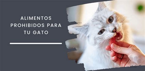 Alimentos Prohibidos Para Tu Gato Tam Can