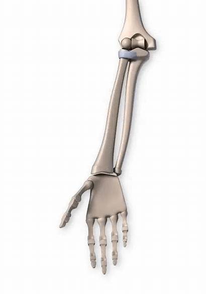 Joints Types Pivot Arm Human Synovial Anatomy