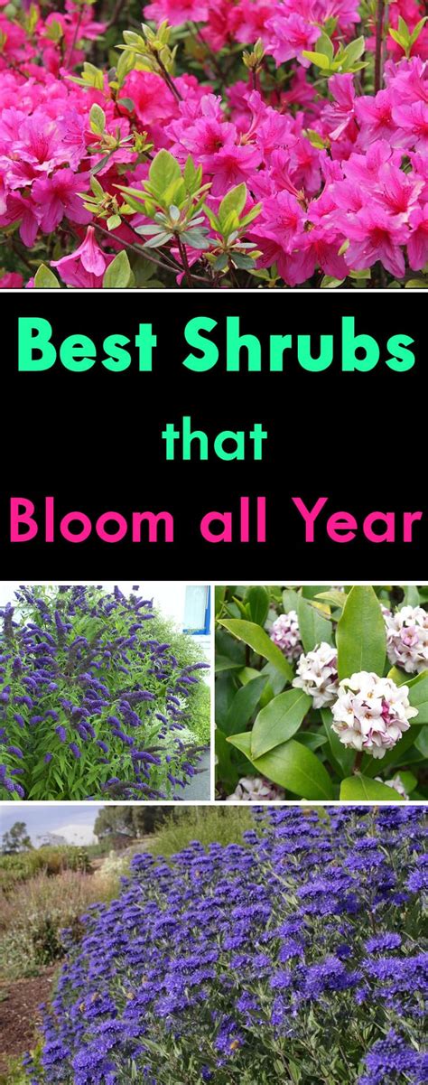 Shrubs That Bloom All Year Year Round Shrubs According To Season Balcony Garden Web
