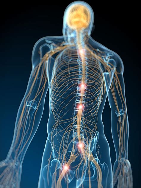 Human Nervous System Artwork Photograph By Sciepro Fine Art America