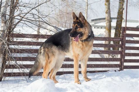 Cute German Shepherd Dog Puppy Is Standing On White Snow In The Winter