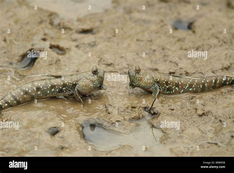 Mudskippers Fighting Hi Res Stock Photography And Images Alamy