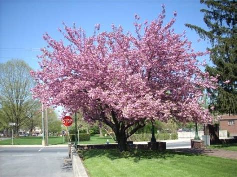 This is one of the famous flowering trees in india. Flowering trees of Chambersburg. Wish I knew what kind of ...