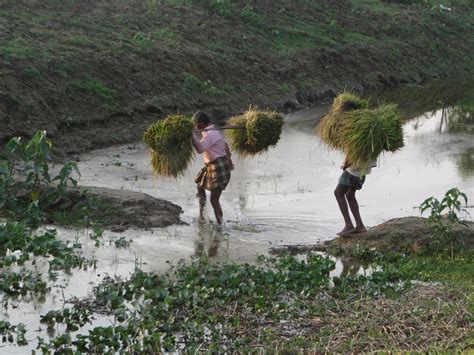 Nature Of Bangladesh Village Of Bangladesh