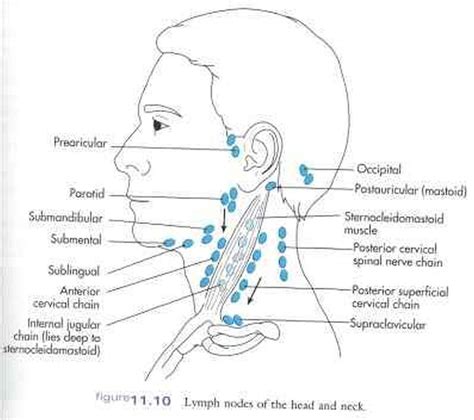 Read about swollen lymph glands (nodes) in the neck, groin, and other locations. Pictures Of Cervical Lymph Nodes