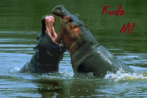 Check spelling or type a new query. Foto Kuda Nil - Alam Mentari