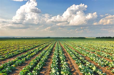 9 $900 actual revenue $850 coverage level no indemnity $350 pa crop insurance 101: Top 3 Reasons to Purchase a Crop Insurance Plan - Norgaard Agency Inc. - Black River Falls | NearSay