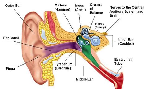 Ear Useful Notes On Human Ear 13270 Words