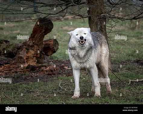 Alpha Female Grey Gray Wolf Canis Lupus Aka The Timber Wolf Or