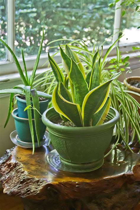 Some People Have A Magic Touch When It Comes To Growing Indoor Plants