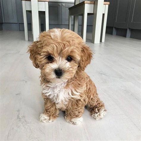 The 10 Most Rare Puppies In 2020 Cute Baby Puppies Cute Puppies
