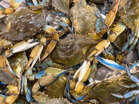 Close Up View Of Crab Shot From Above Of A Blue Crab On Market Stock