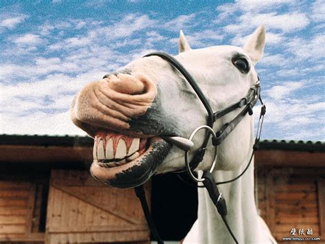 Free Download Happy Horse Smile Horse Happy Hd Wallpaper Peakpx